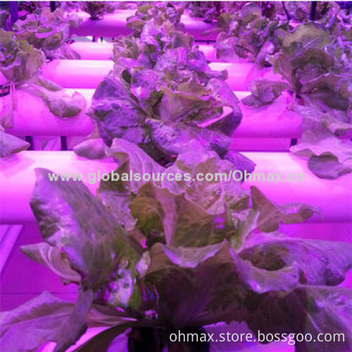 30W COB LED Grow Light, Used in Indoor/Greenhouse/Hydroponics Plants Growth